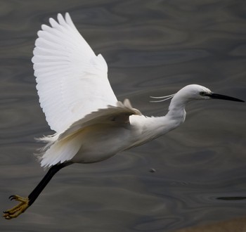 Little Egret 多摩川 Mon, 3/21/2022