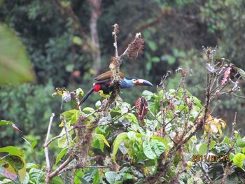 Plate-billed Mountain Toucan エクアドル Thu, 7/14/2011