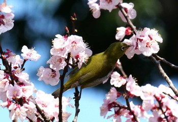 Warbling White-eye 東京都港野鳥公園 Thu, 3/24/2022