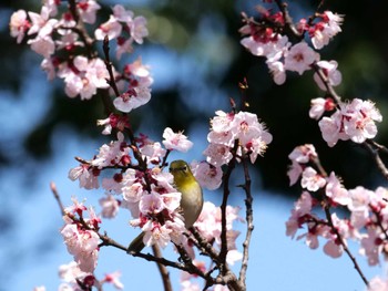 Warbling White-eye 東京都港野鳥公園 Thu, 3/24/2022