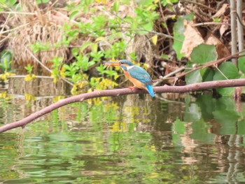 Sun, 3/27/2022 Birding report at 横十間川親水公園(東京都江東区)