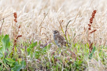 Eurasian Skylark 糸島市 Sun, 3/20/2022