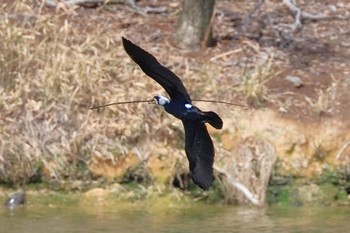 カワウ 愛知県森林公園 2022年3月27日(日)