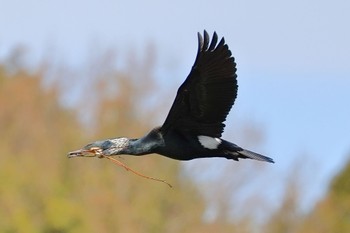 カワウ 愛知県森林公園 2022年3月27日(日)