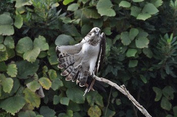 Osprey Unknown Spots Sat, 11/4/2017