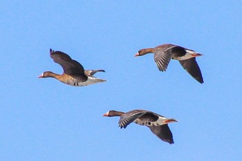 Greater White-fronted Goose 宮島沼 Tue, 3/29/2022