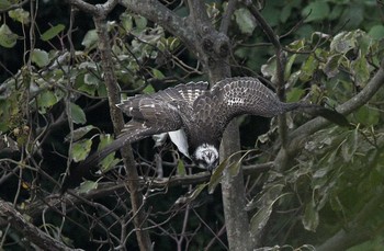 Osprey Unknown Spots Sat, 11/4/2017