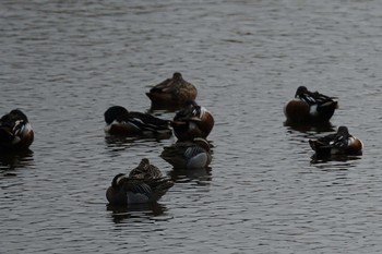 Tue, 3/29/2022 Birding report at 斐伊川河口