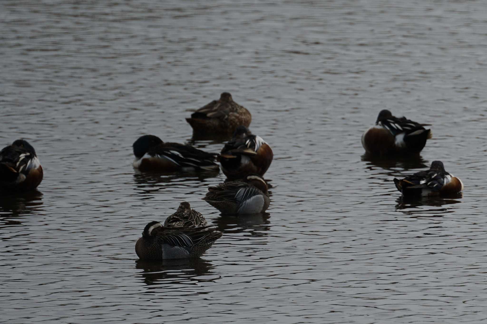 Photo of Garganey at 斐伊川河口 by ひらも