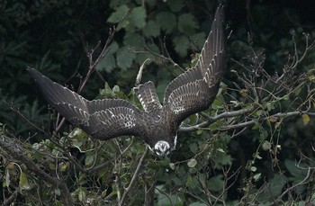 Osprey 神奈川県 Sat, 11/4/2017