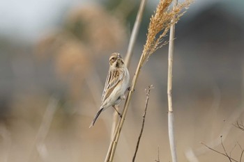 Common Reed Bunting Shinjiko Green Park Tue, 3/29/2022