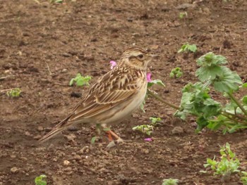 2022年3月29日(火) 相模原沈殿池の野鳥観察記録