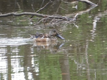 ハシビロガモ 秋ヶ瀬公園 2022年3月27日(日)