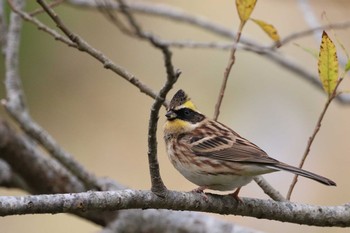 Yellow-throated Bunting Hakodateyama Fri, 11/3/2017