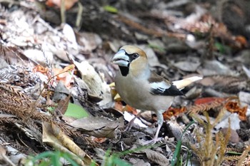 Hawfinch Matsue Castle Tue, 3/29/2022