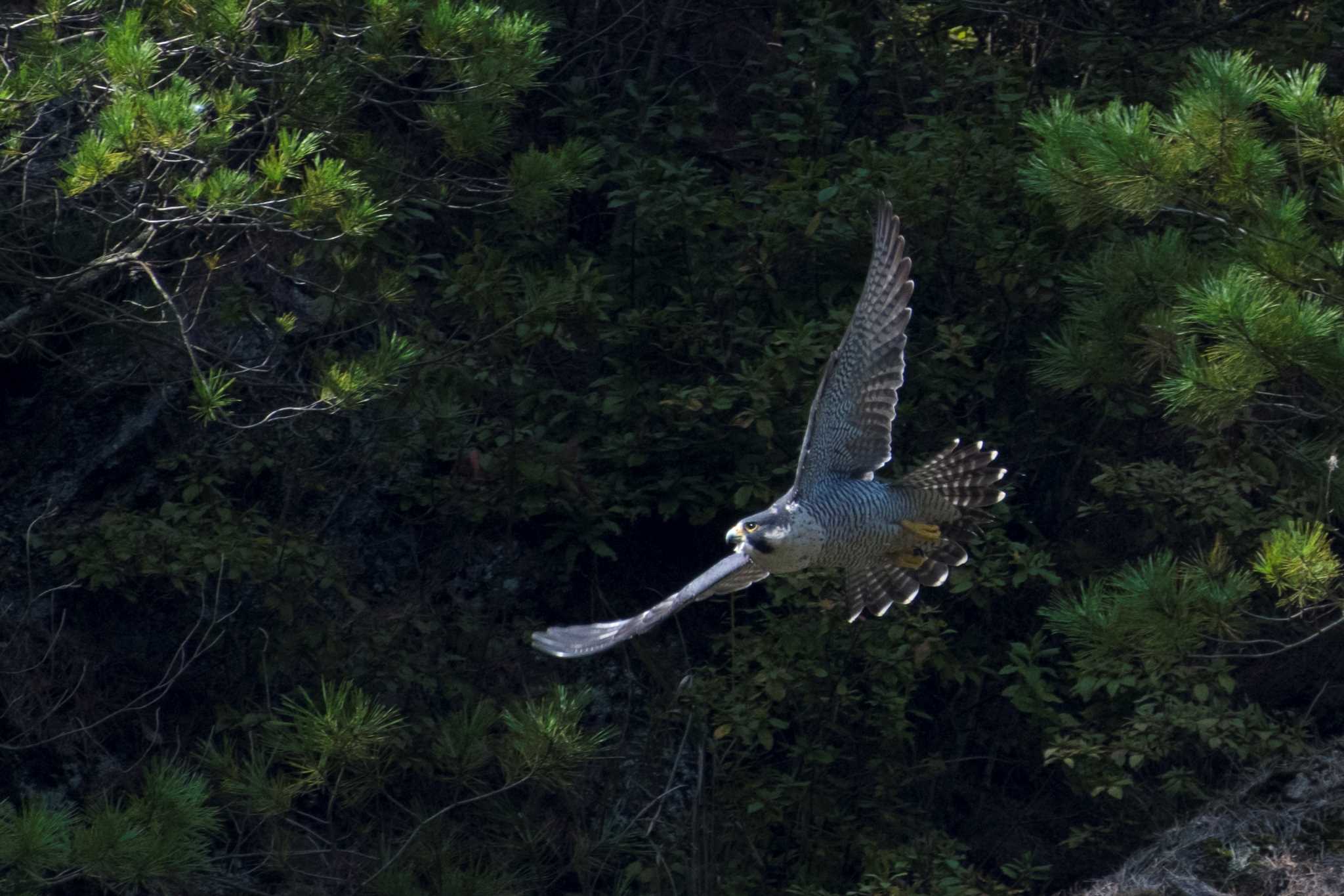 Photo of Peregrine Falcon at 京都府 by 倶利伽羅