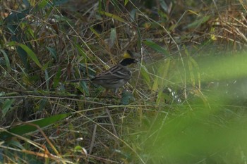 2017年11月3日(金) 滋賀県希望が丘文化公園の野鳥観察記録