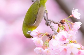 メジロ 薬師池公園 2022年3月21日(月)