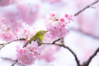 Warbling White-eye Machida Yakushiike Park Mon, 3/21/2022