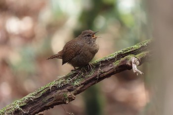 2022年3月27日(日) 滝尾古道(日光)の野鳥観察記録