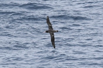 アホウドリ 竹芝~八丈島 2022年3月28日(月)