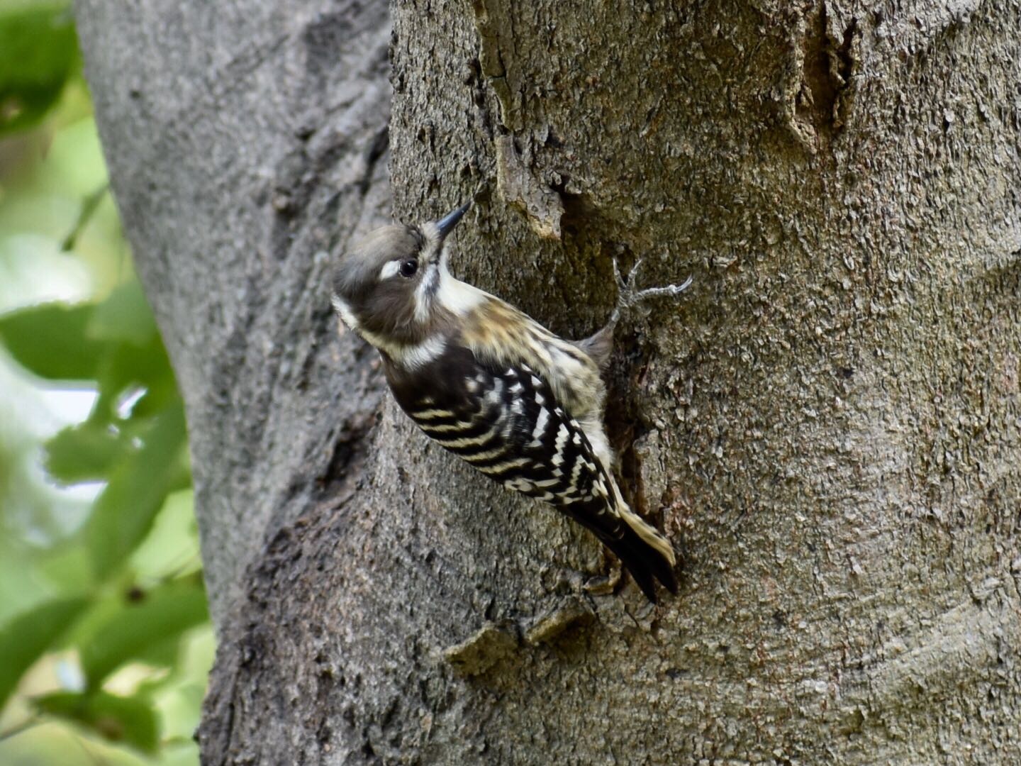 Photo of Japanese Pygmy Woodpecker at 