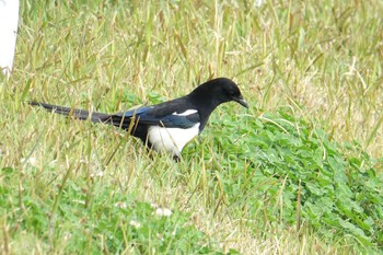 Eurasian Magpie 今津干潟 Sun, 3/27/2022