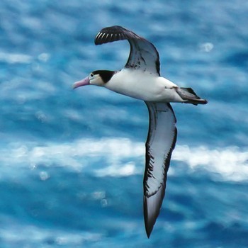 Short-tailed Albatross 八丈航路 Sat, 2/26/2022