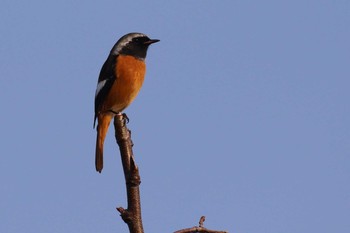 Daurian Redstart 北海道　函館市　松倉川 Fri, 11/3/2017