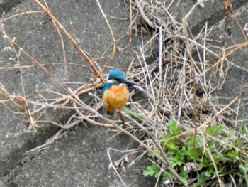 2022年3月29日(火) 自宅の野鳥観察記録