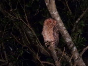 Japanese Scops Owl(pryeri) Kunigamison Mon, 3/28/2022