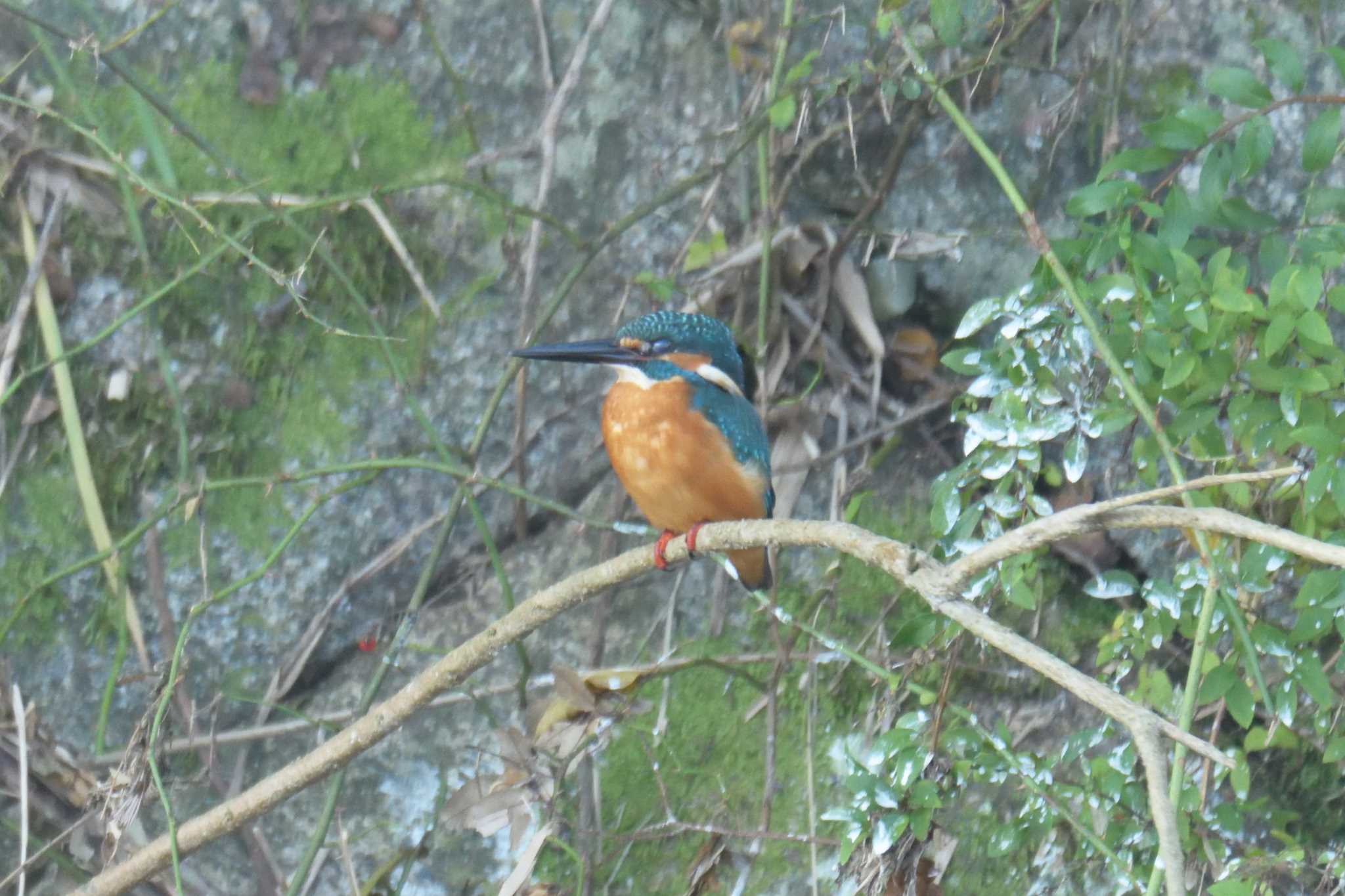 Photo of Common Kingfisher at 滋賀県希望が丘文化公園