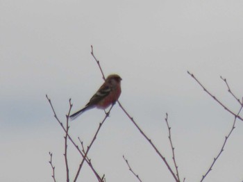 Sun, 3/27/2022 Birding report at ひるがの高原(蛭ヶ野高原)