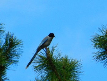 Azure-winged Magpie 稲毛海浜公園 Thu, 5/7/2020