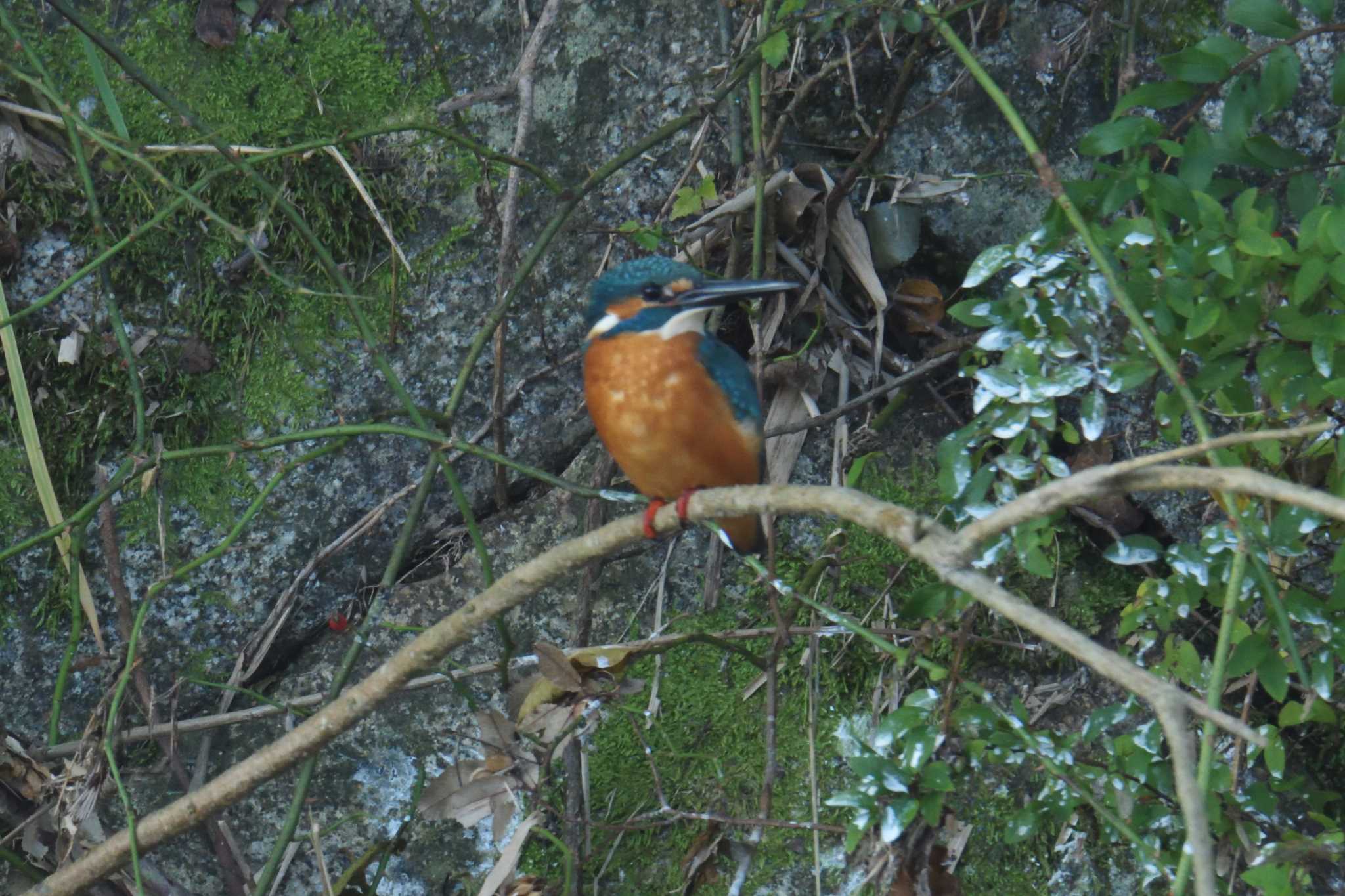 Photo of Common Kingfisher at 滋賀県希望が丘文化公園