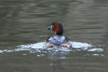 Tue, 3/29/2022 Birding report at 筑波実験植物園