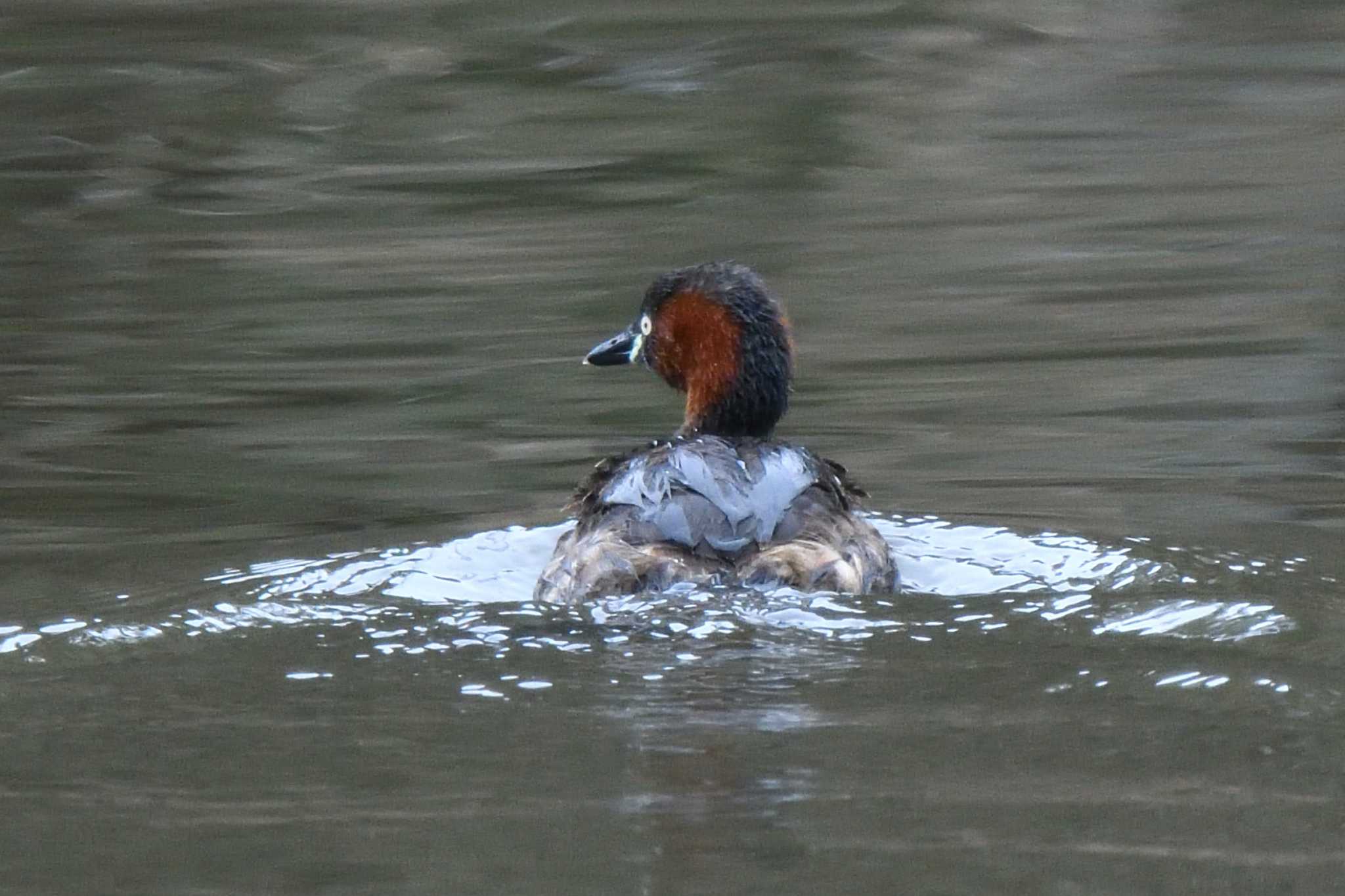 Little Grebe