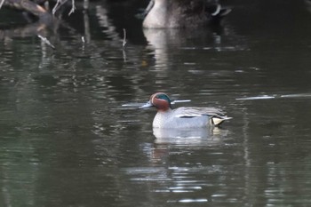 Eurasian Teal 筑波実験植物園 Tue, 3/29/2022