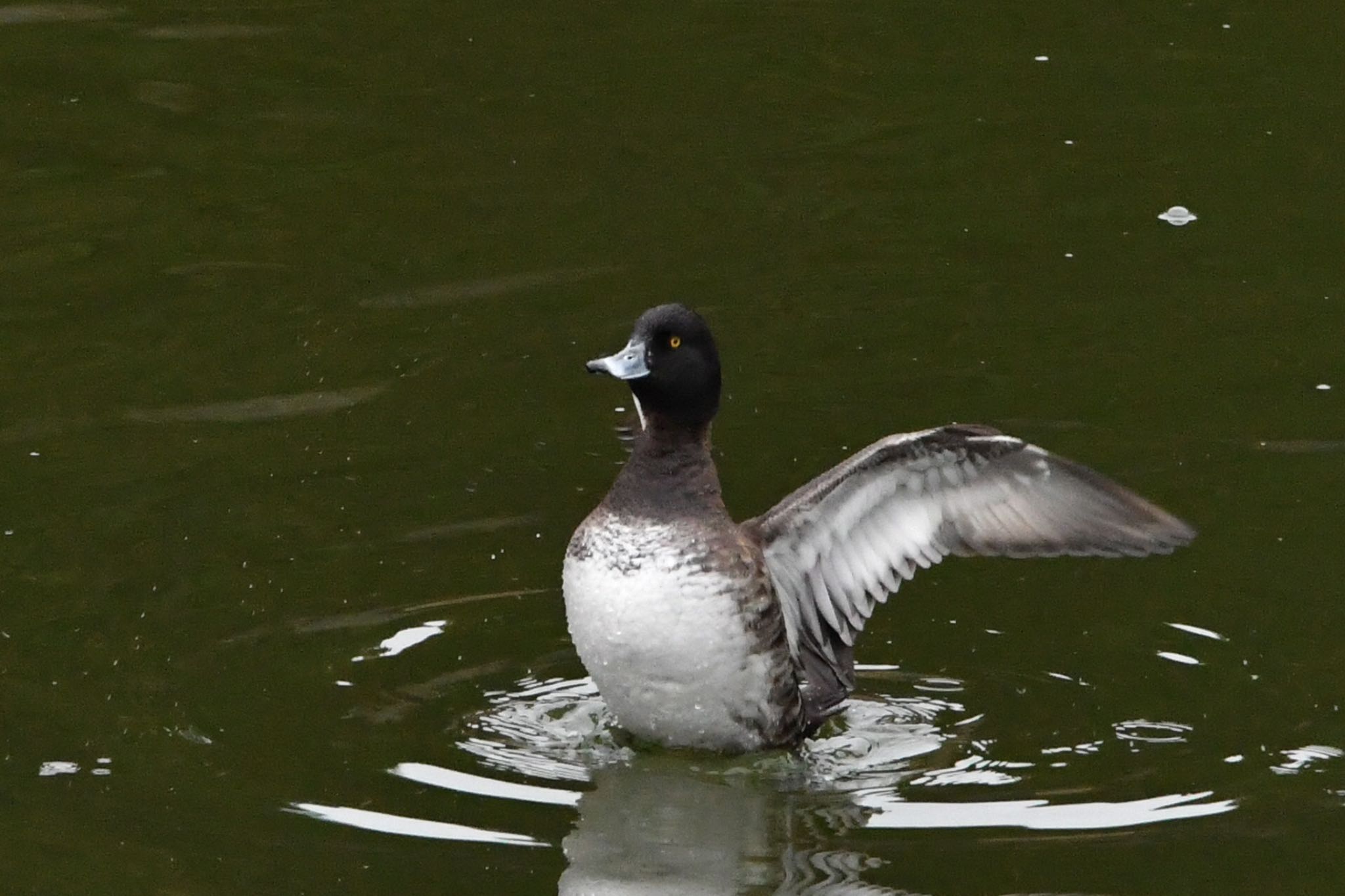 Photo of Greater Scaup at 静岡県 小笠山総合運動公園(袋井市) by Taka Eri