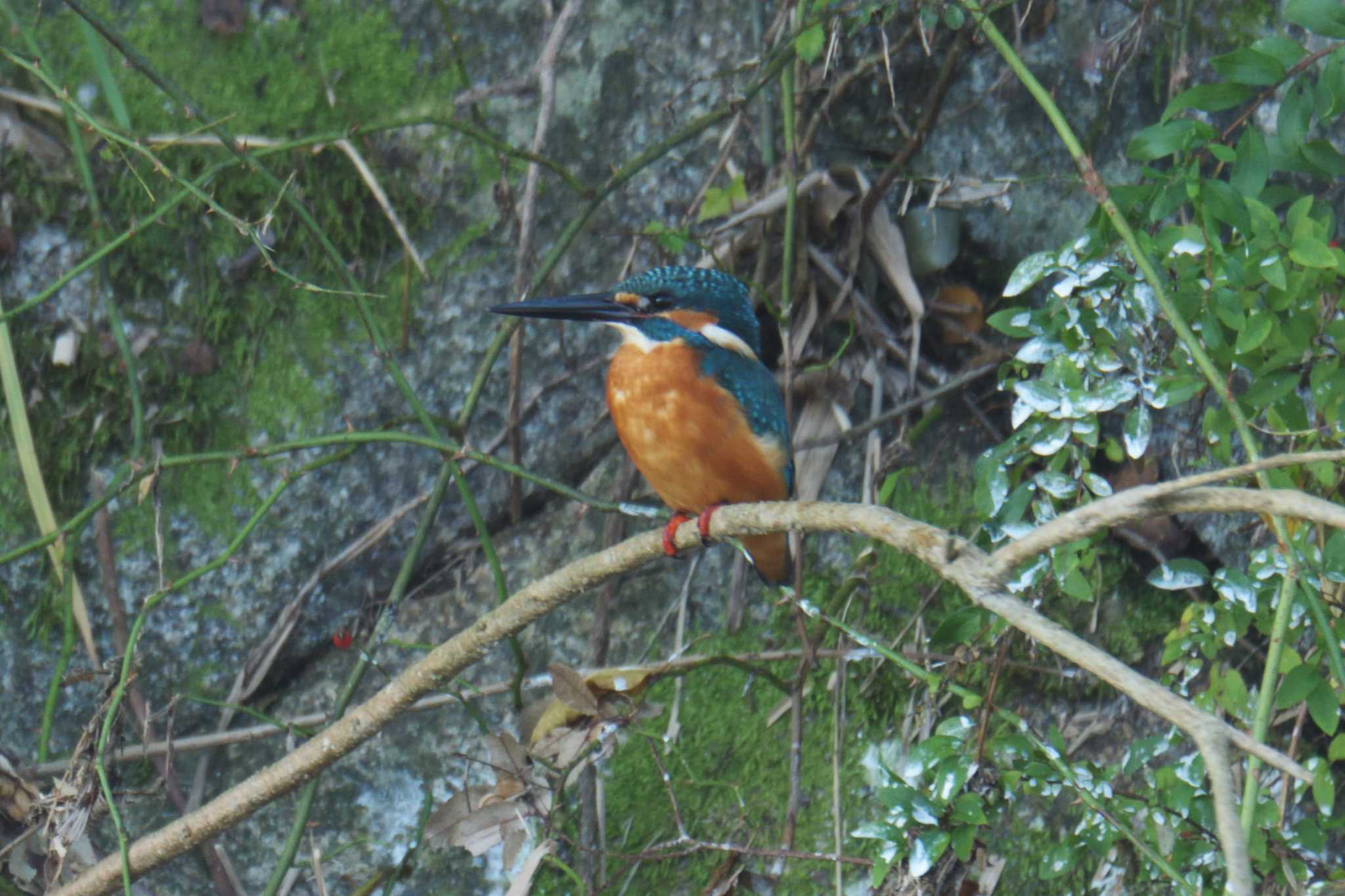 Photo of Common Kingfisher at 滋賀県希望が丘文化公園