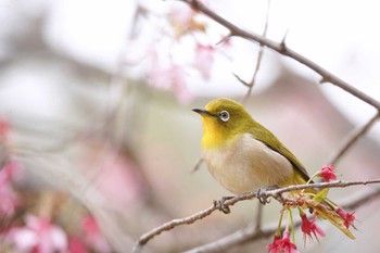 メジロ 小石川植物園 2022年3月23日(水)