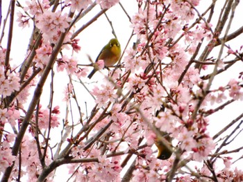 Tue, 3/29/2022 Birding report at 平和の森公園、沼袋公園、妙正寺川