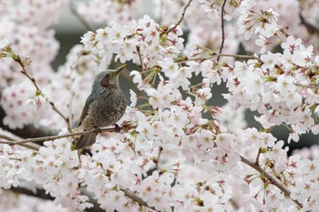 ヒヨドリ 都内市街地 2022年3月29日(火)