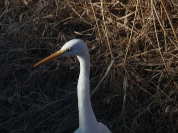 2022年2月17日(木) 自宅の野鳥観察記録