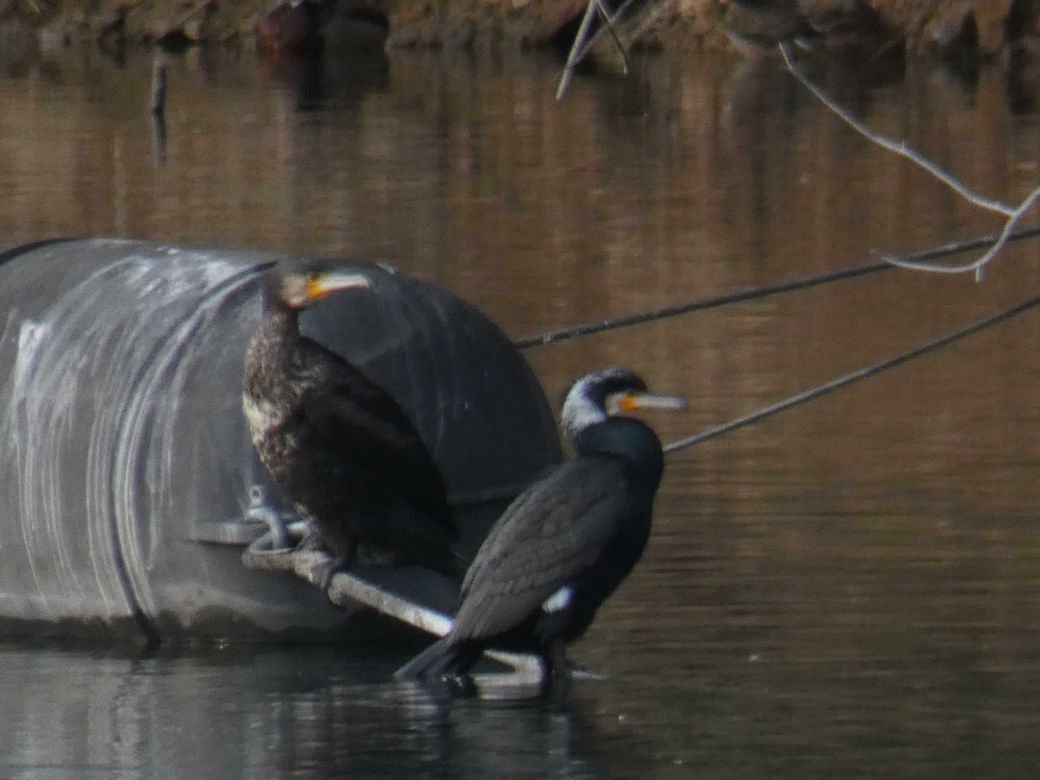 カワウ