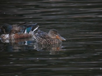 2022年2月19日(土) 大室公園の野鳥観察記録