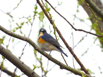 Red-flanked Bluetail 奥林匹克森林公園(北京) Tue, 3/29/2022