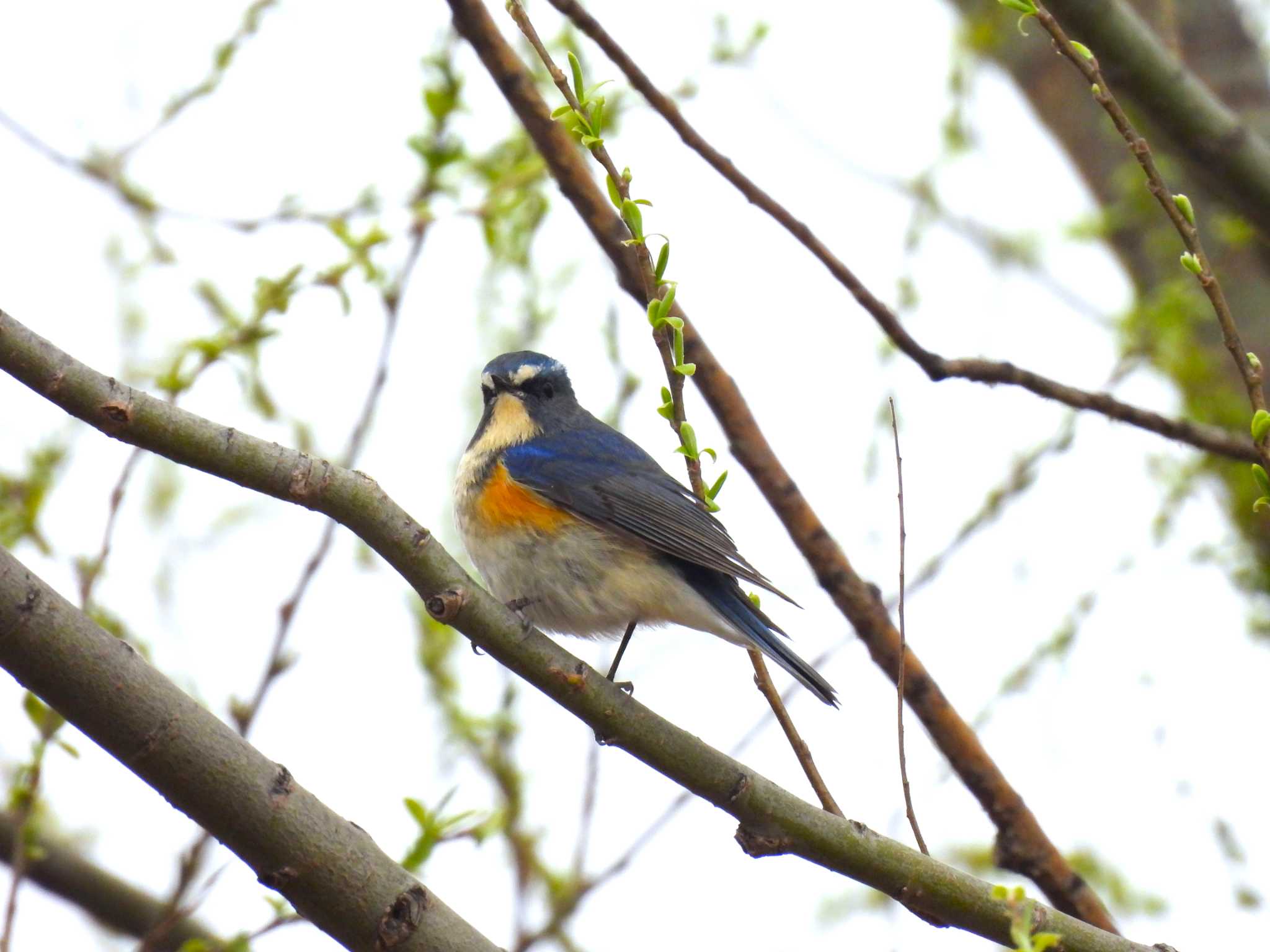 Red-flanked Bluetail