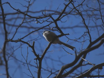 エナガ 嶺公園 2022年2月20日(日)