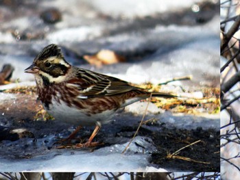 Rustic Bunting Mine Park Sun, 2/20/2022